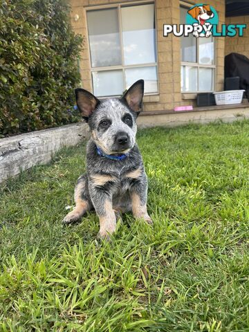 Pure bred blue heeler pups ready for new homes!!