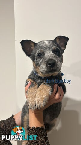 Purebred Australian Cattle/blue heeler puppies for sale