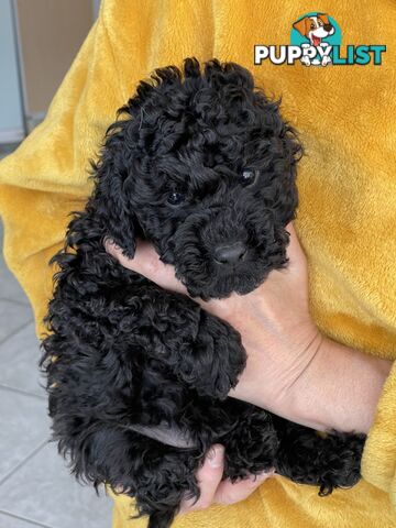 Miniature poodle puppies