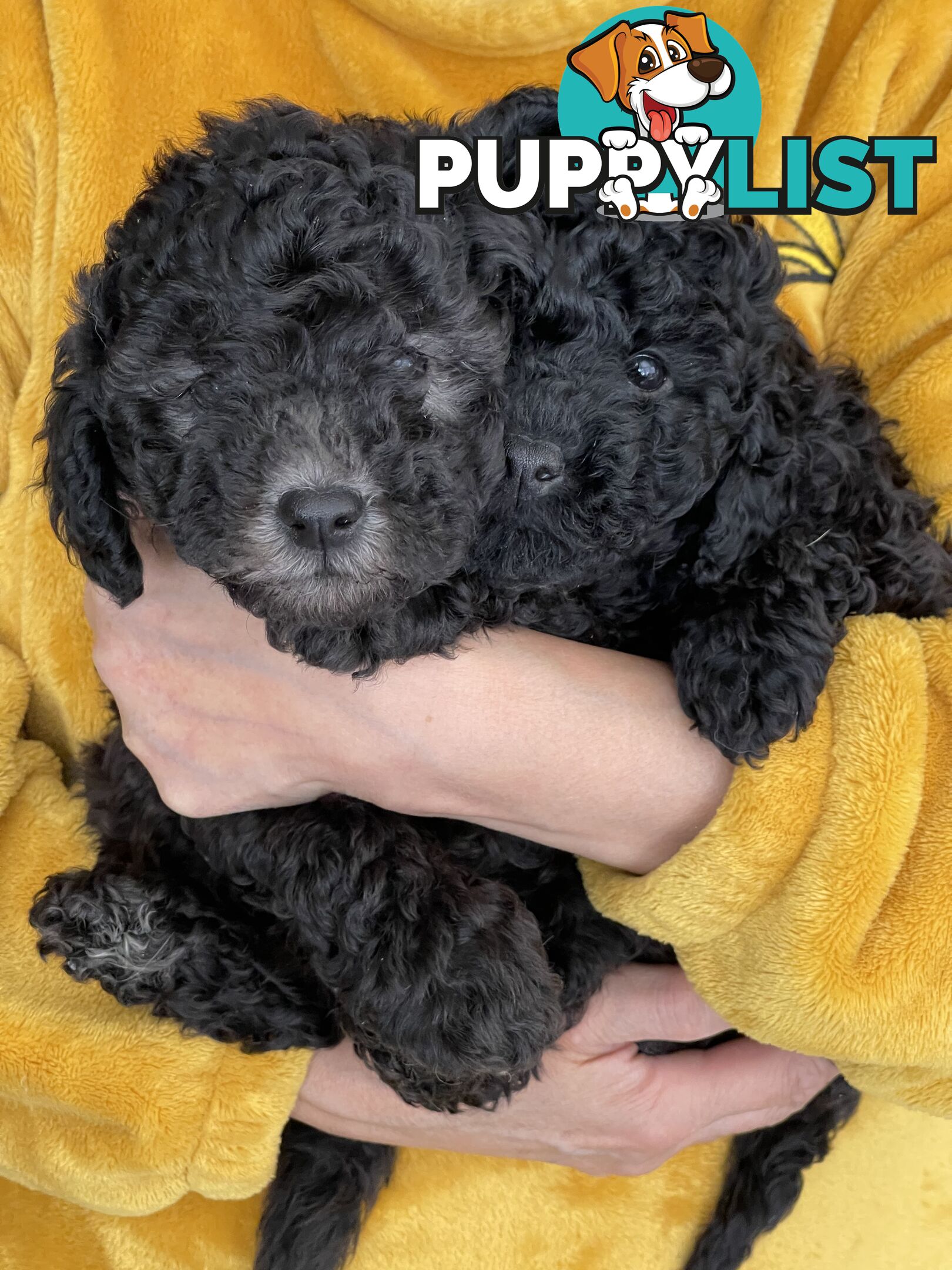 Miniature poodle puppies