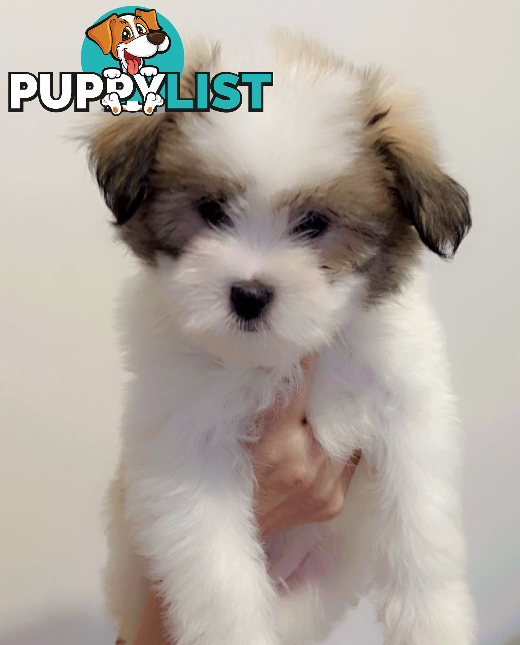 Maltese x Shih TZu puppies