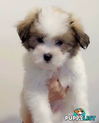 Maltese x Shih TZu puppies