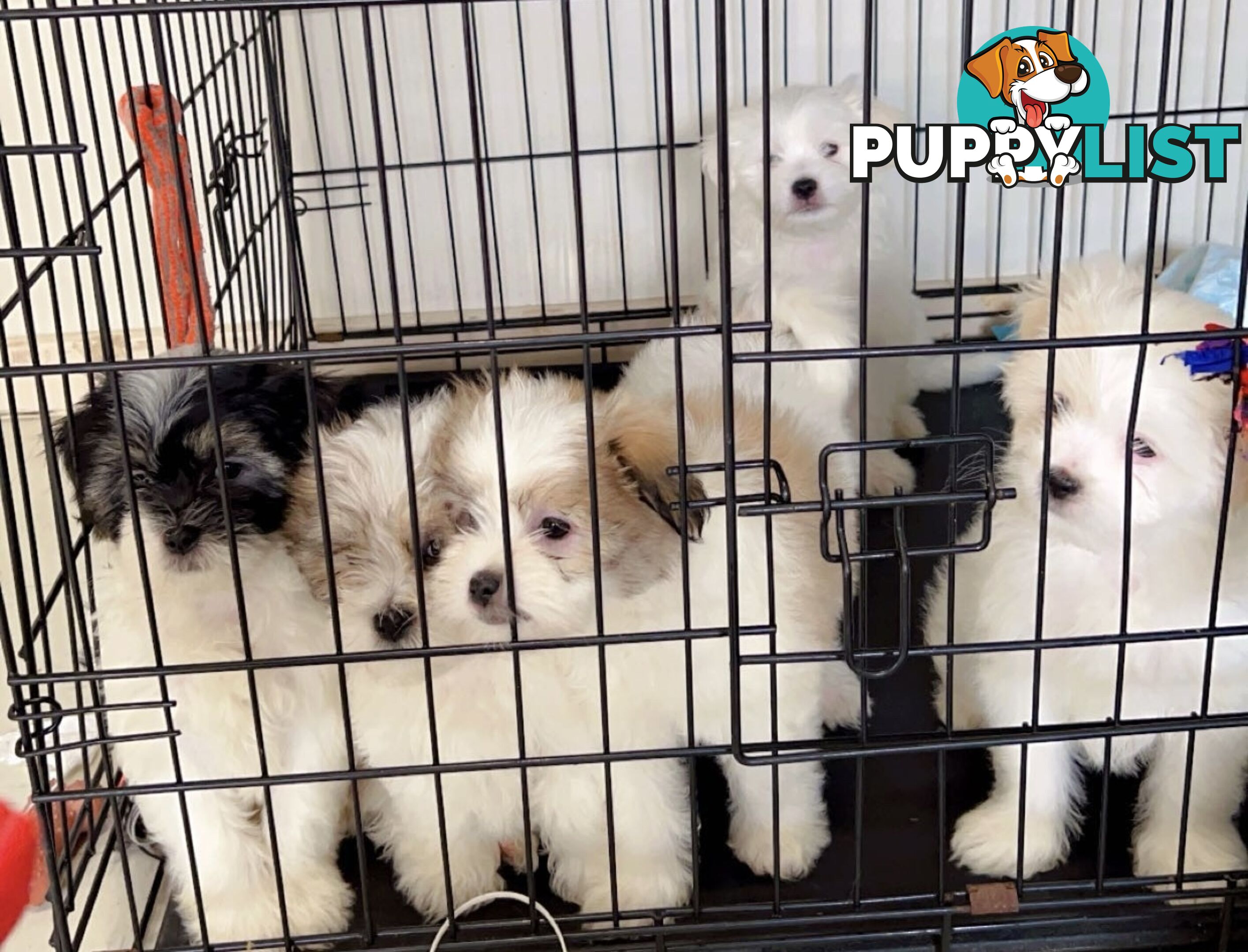 Maltese x Shih TZu puppies