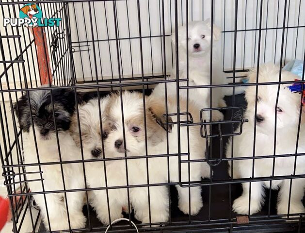 Maltese x Shih TZu puppies