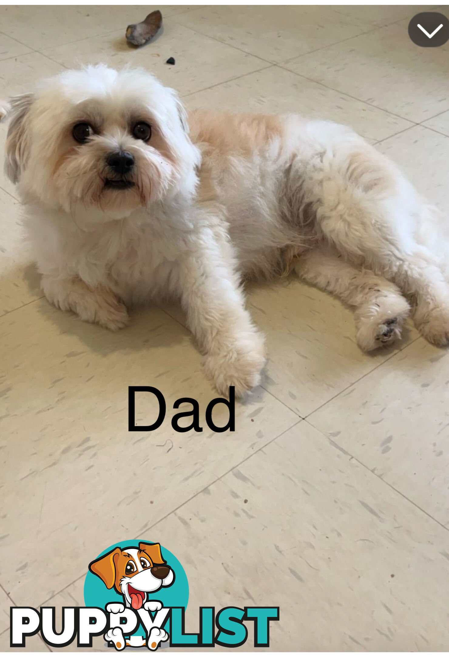 Maltese x Shih TZu puppies