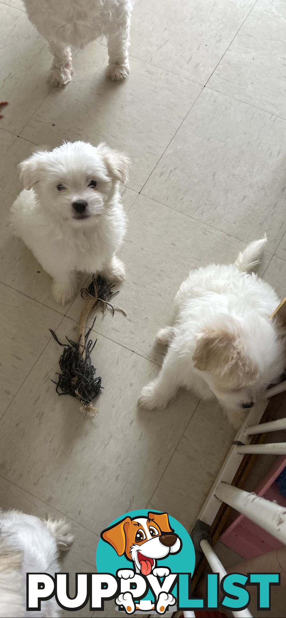 Maltese x Shih TZu puppies