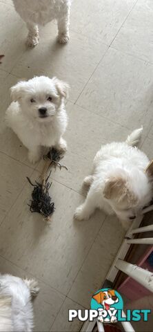 Maltese x Shih TZu puppies