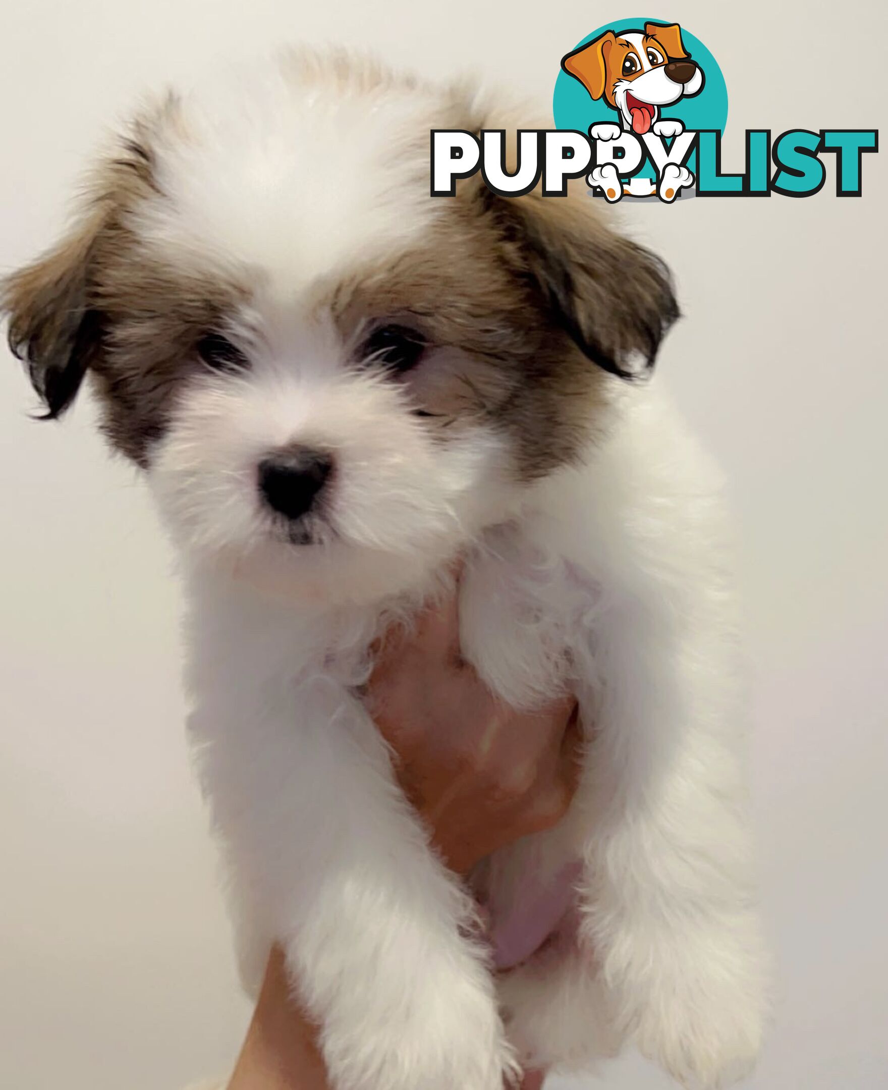 Maltese x Shih TZu puppies