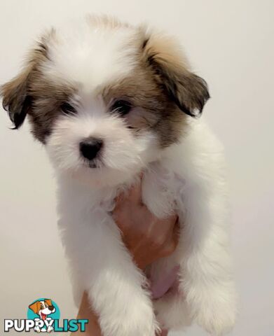 Maltese x Shih TZu puppies