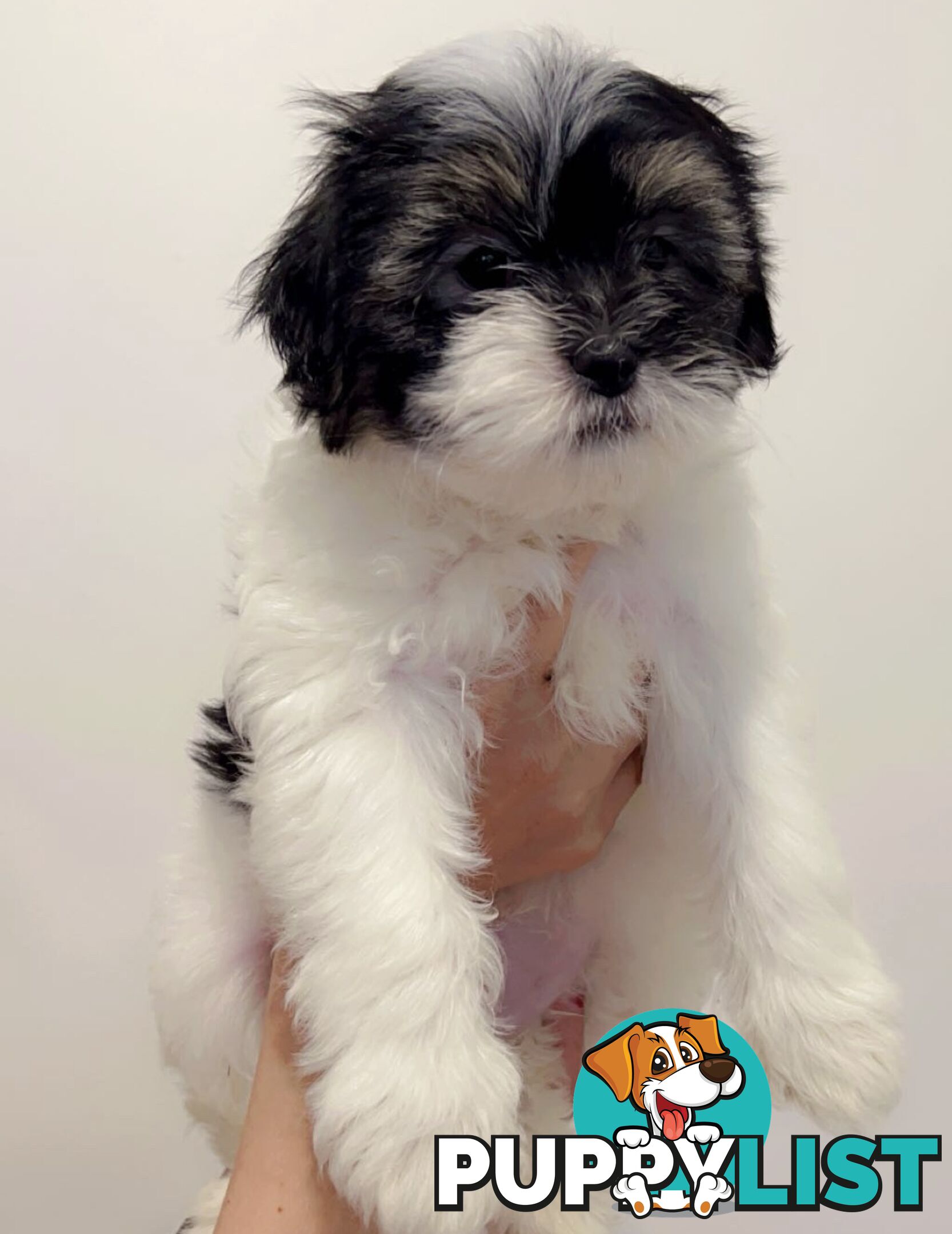 Maltese x Shih TZu puppies