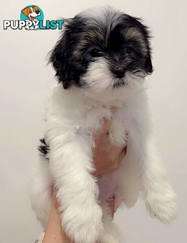 Maltese x Shih TZu puppies