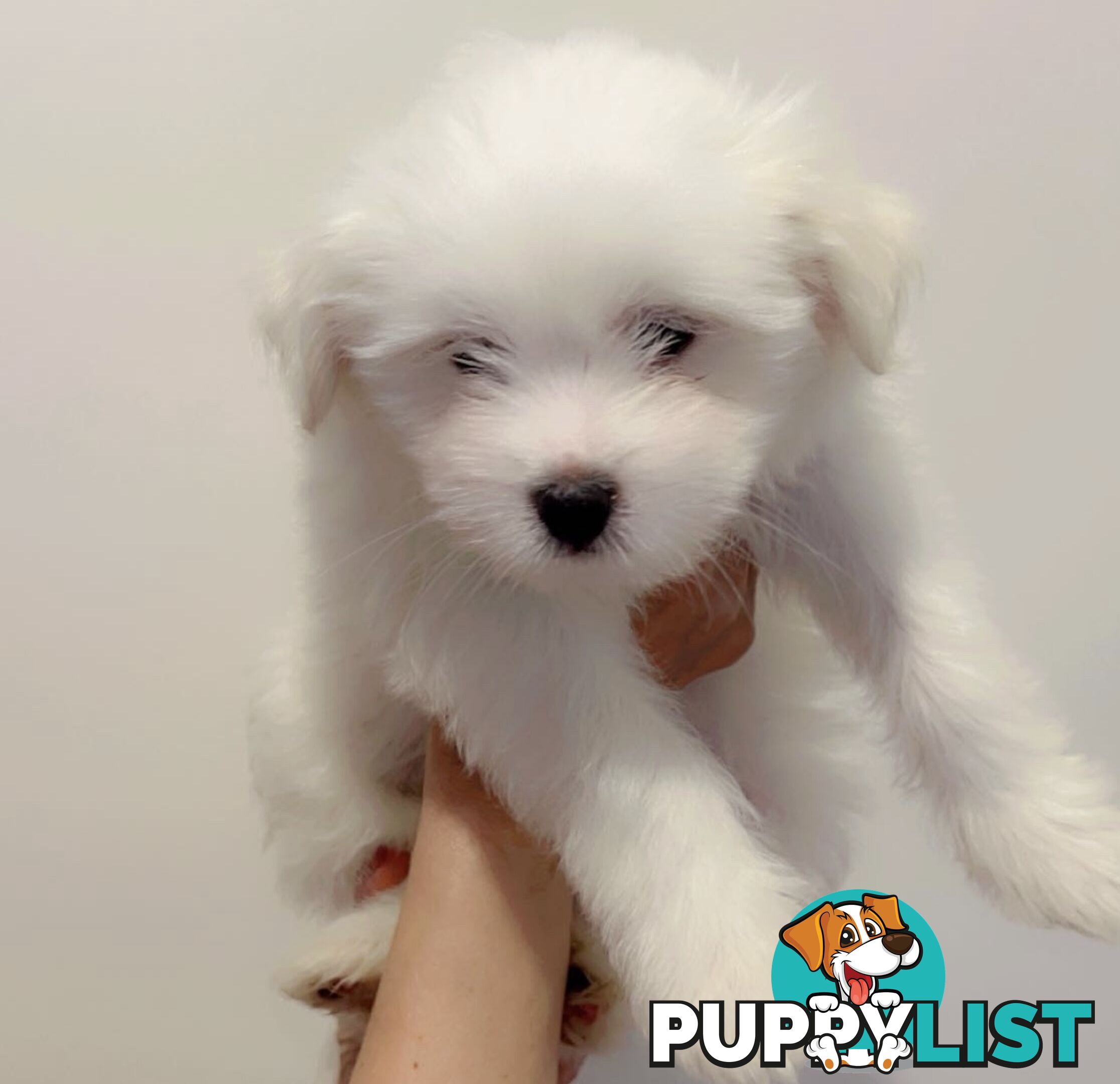 Maltese x Shih TZu puppies