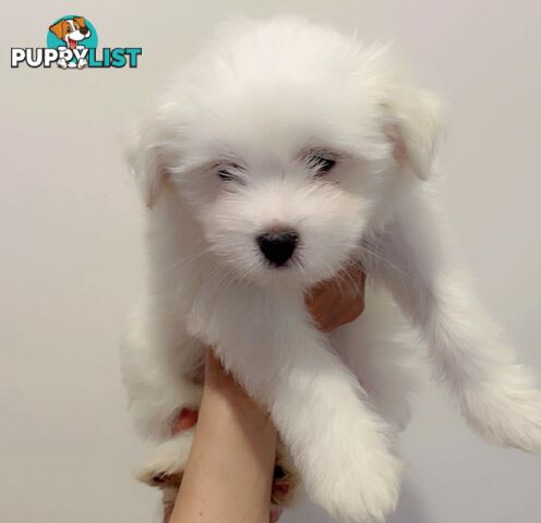 Maltese x Shih TZu puppies