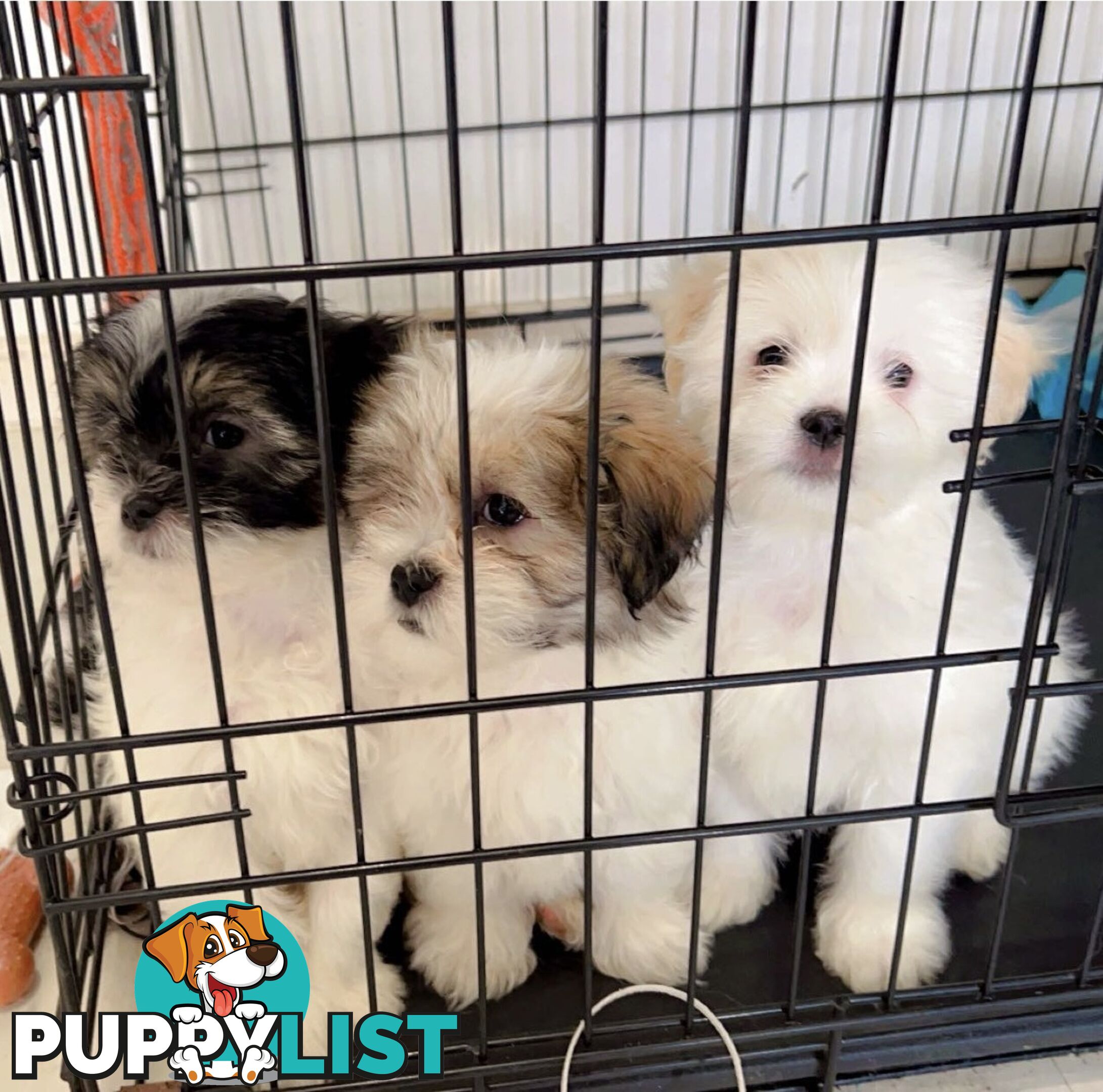 Maltese x Shih TZu puppies