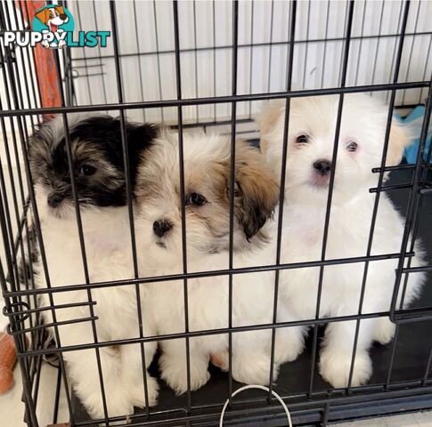 Maltese x Shih TZu puppies