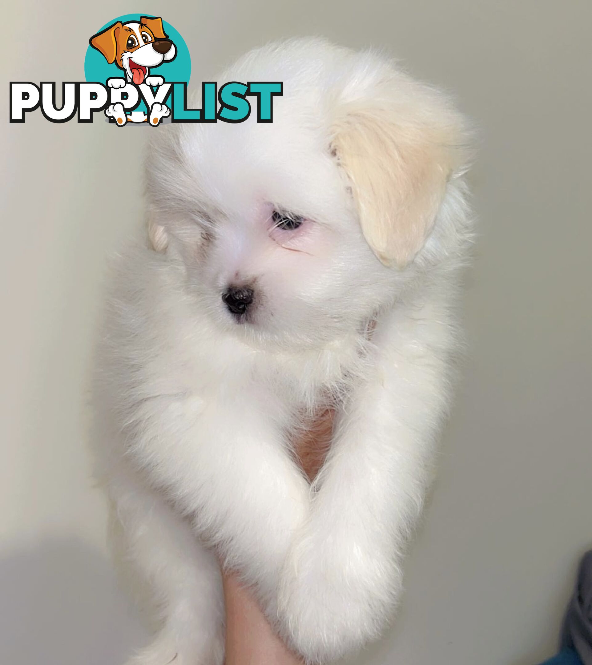 Maltese x Shih TZu puppies