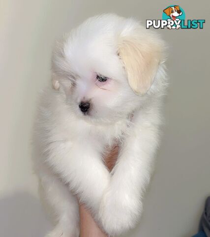 Maltese x Shih TZu puppies