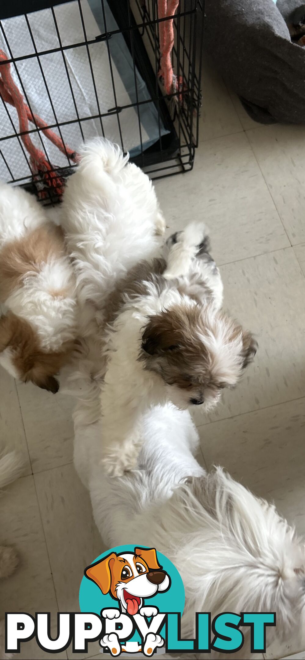 Maltese x Shih TZu puppies