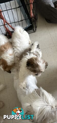 Maltese x Shih TZu puppies