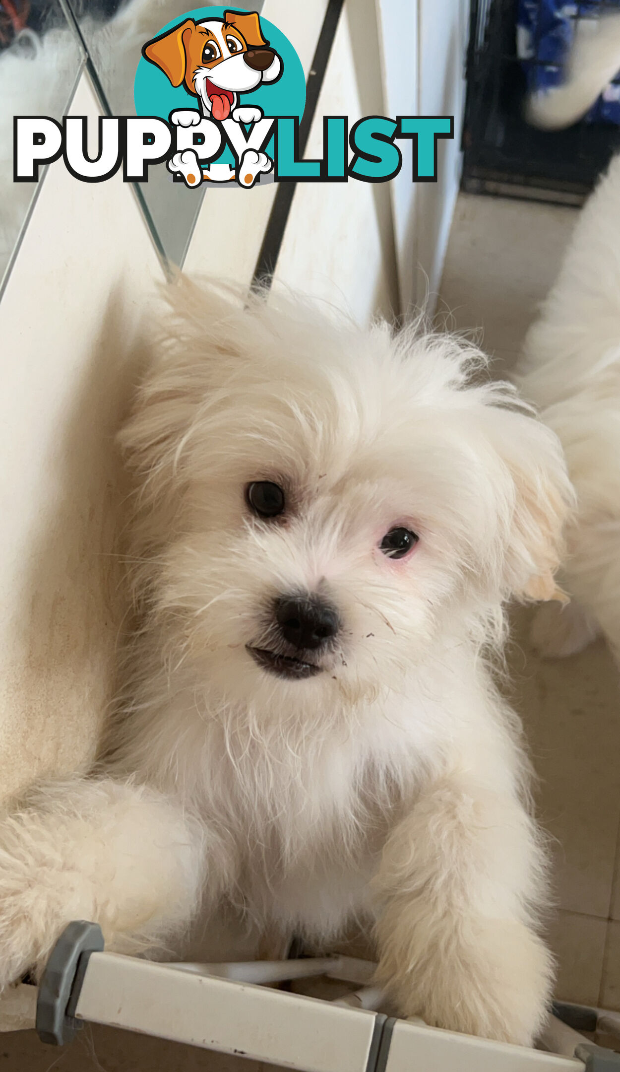 Maltese x Shih TZu puppies (Fully vaccinated)