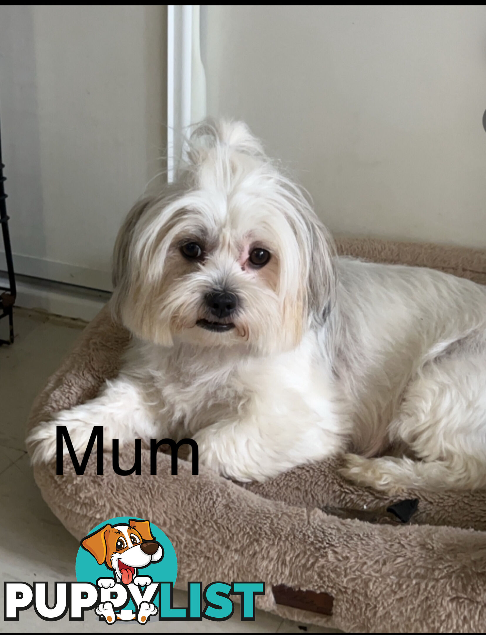 Maltese x Shih TZu puppies (Fully vaccinated)