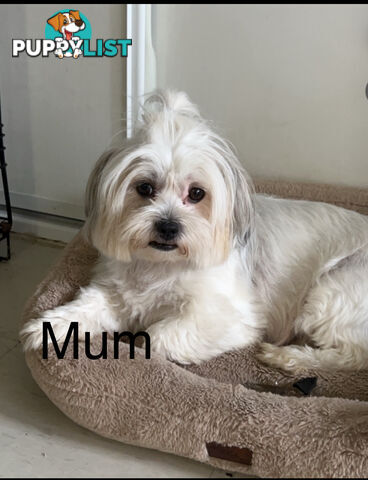 Maltese x Shih TZu puppies (Fully vaccinated)