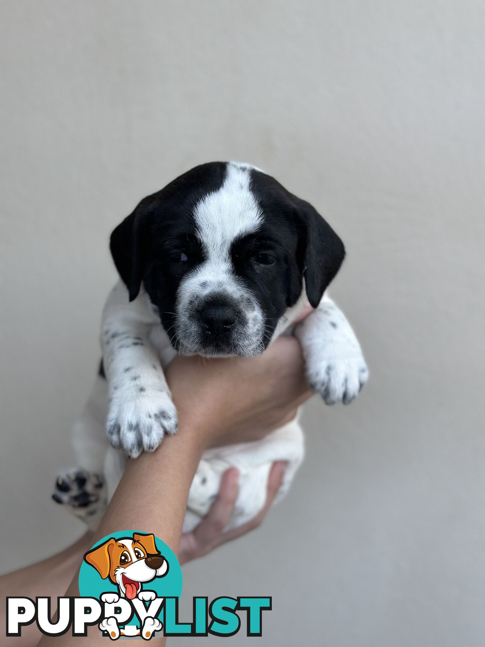 5 American staffy puppies for sale