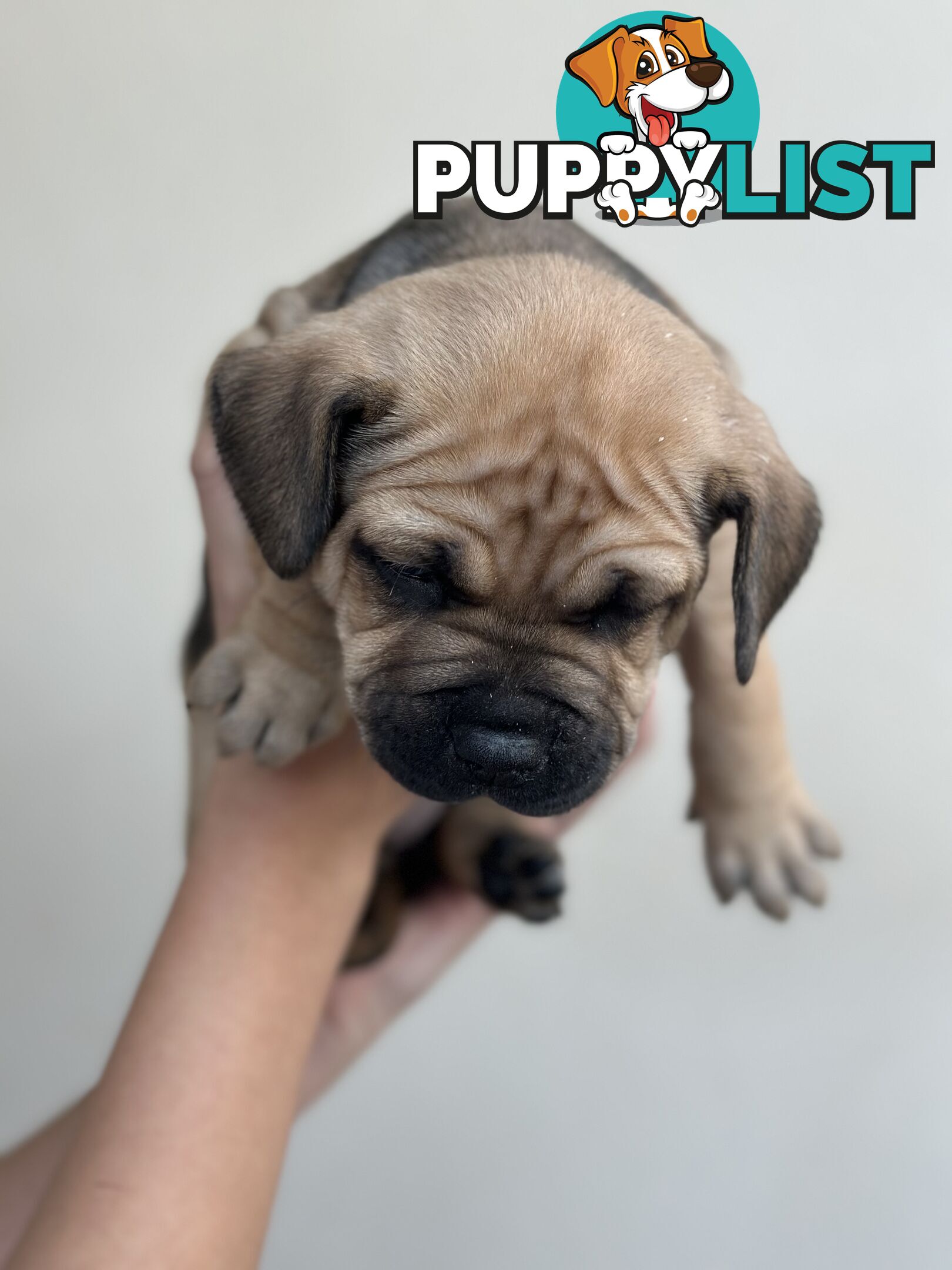 5 American staffy puppies for sale