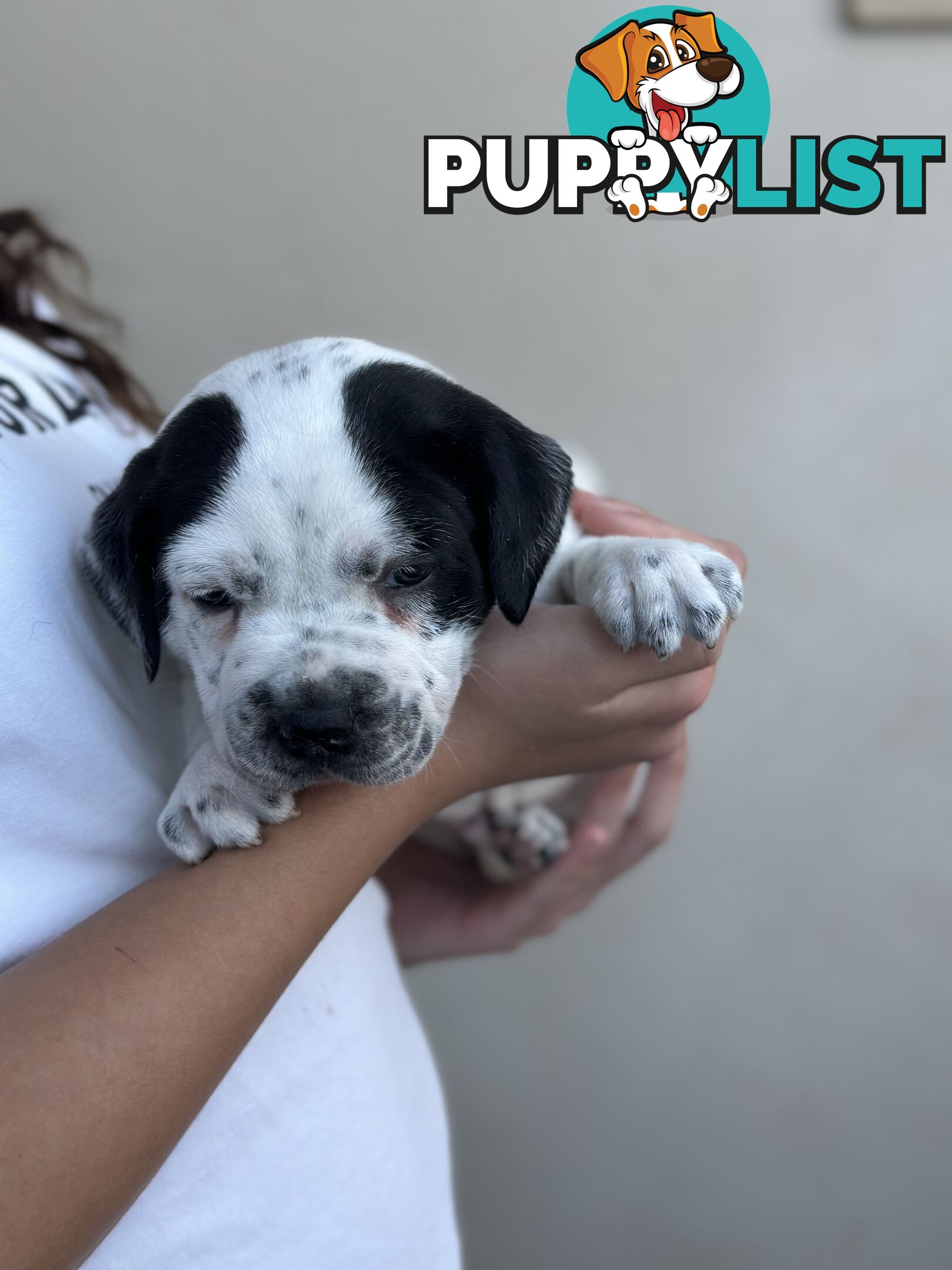 5 American staffy puppies for sale