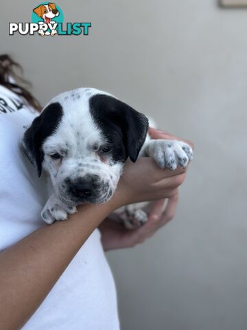 5 American staffy puppies for sale