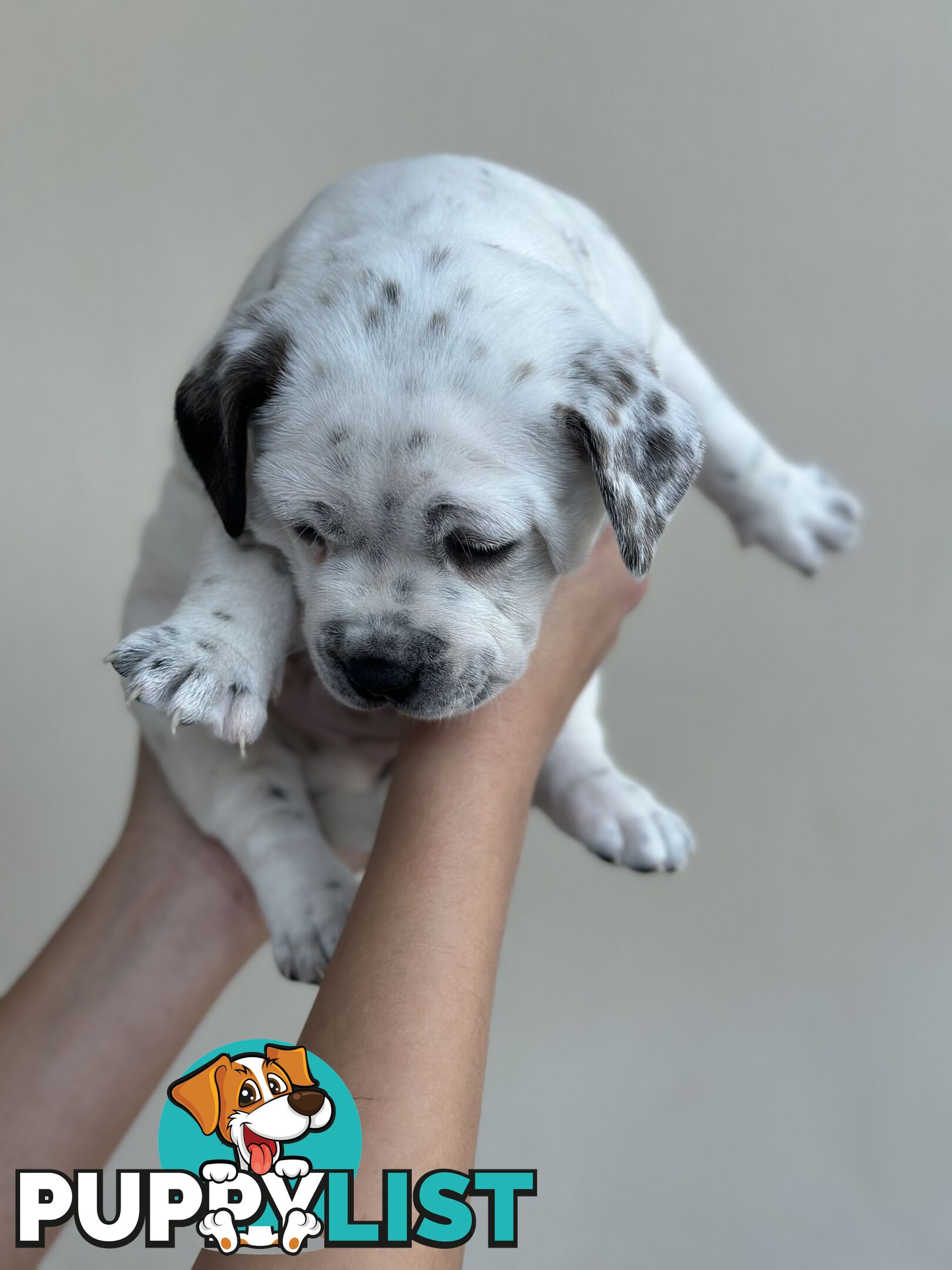 5 American staffy puppies for sale