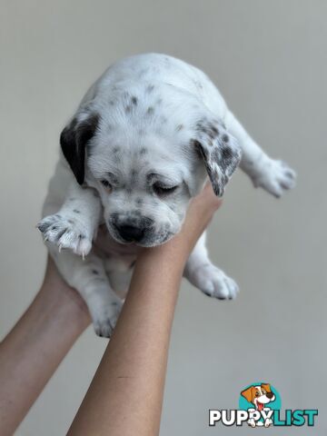 5 American staffy puppies for sale