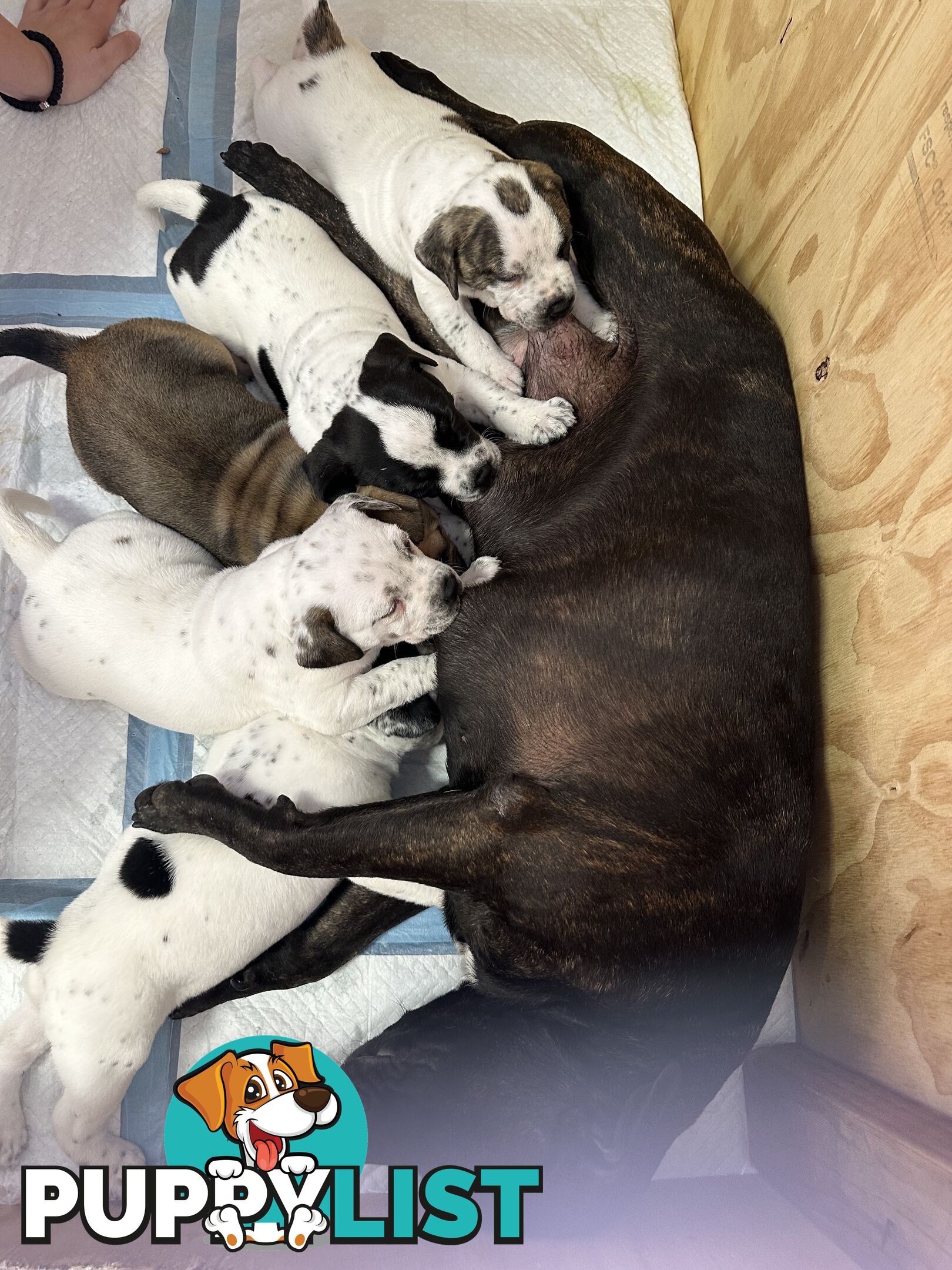 5 American staffy puppies for sale