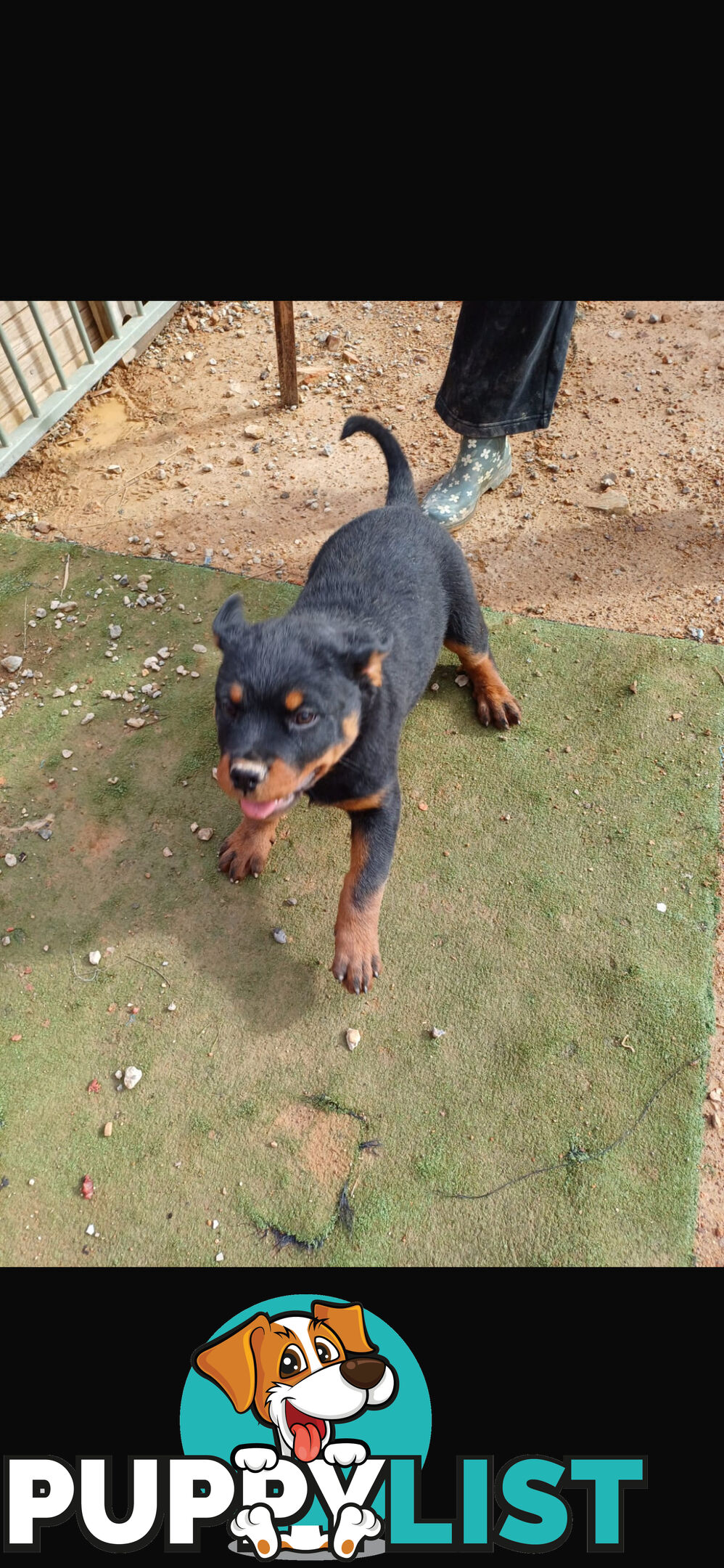 Rottweiler pups