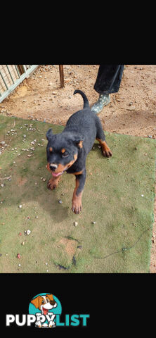 Rottweiler pups