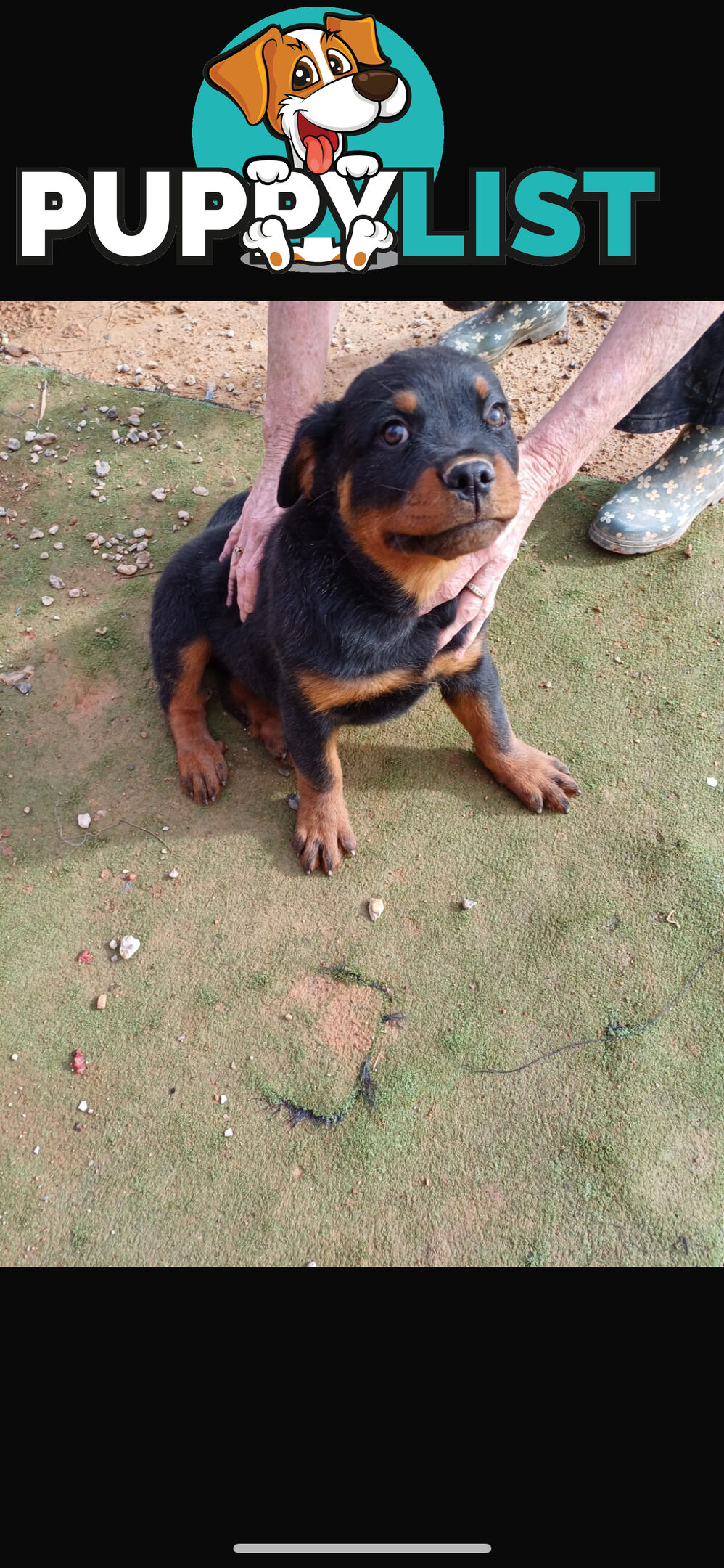 Rottweiler pups