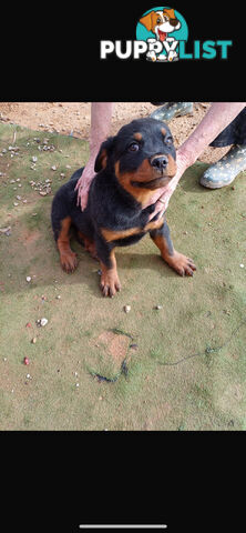 Rottweiler pups
