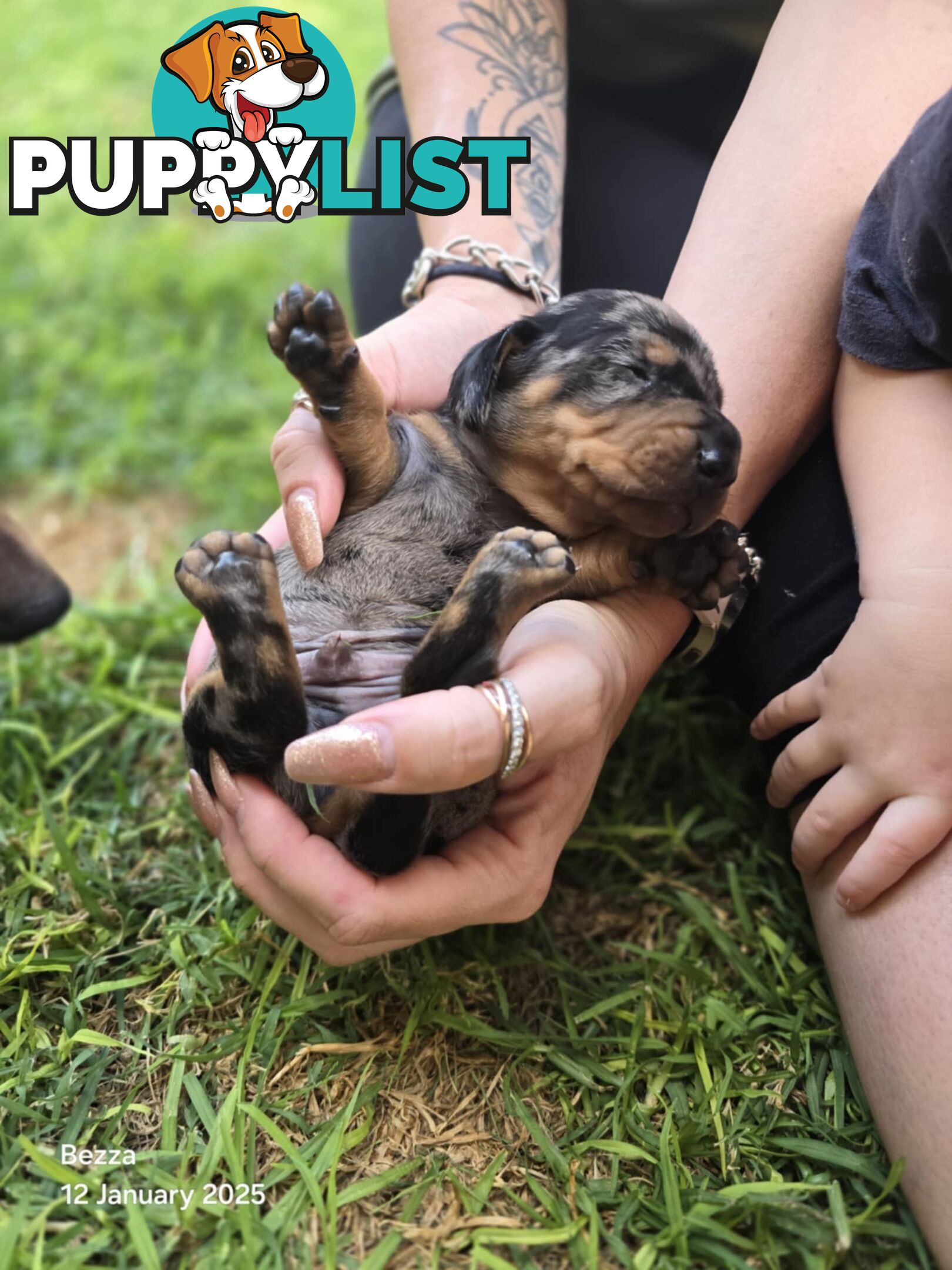 Silver dapple dachshund puppies