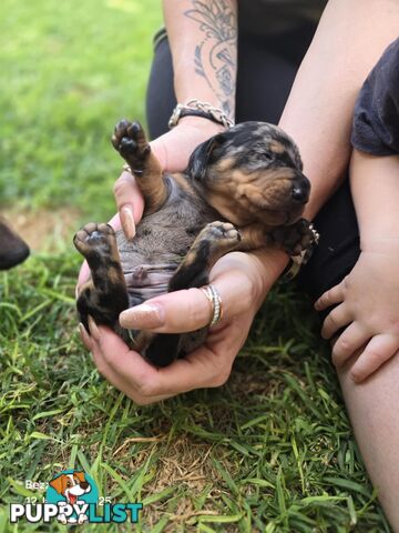 Silver dapple dachshund puppies