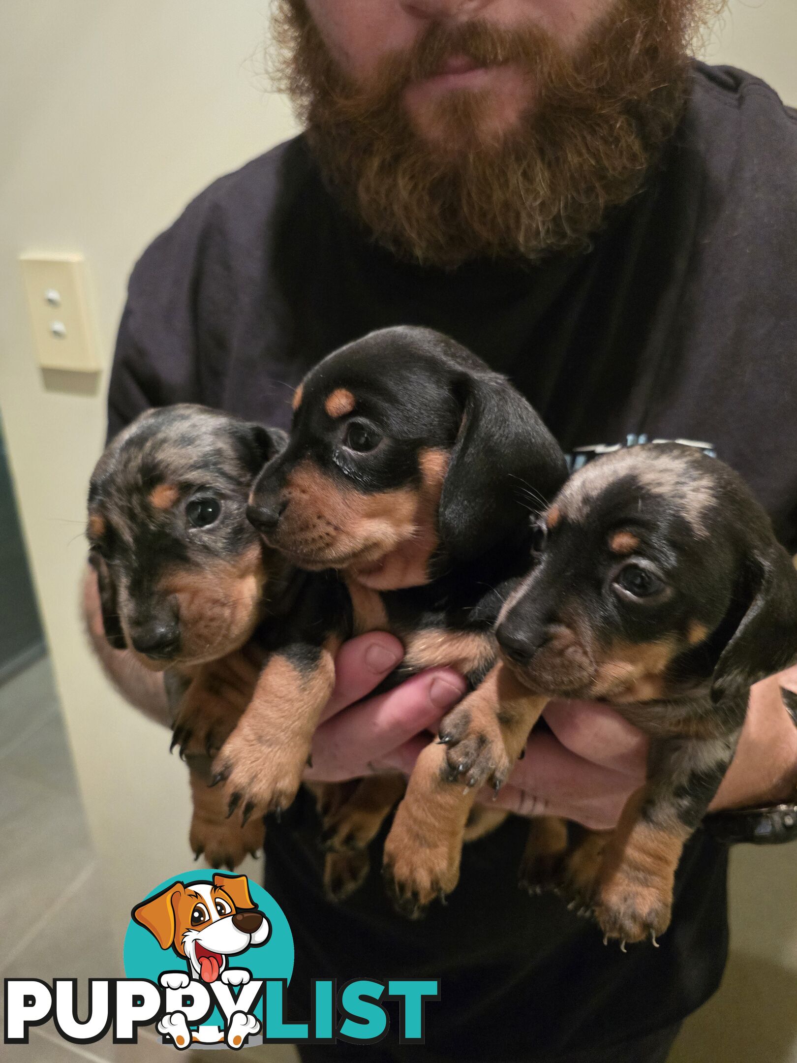 Silver dapple dachshund puppies