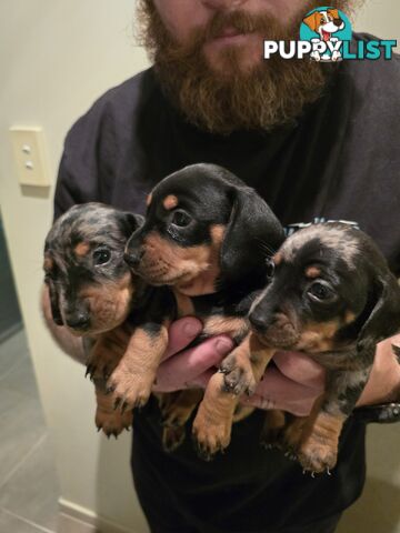 Silver dapple dachshund puppies