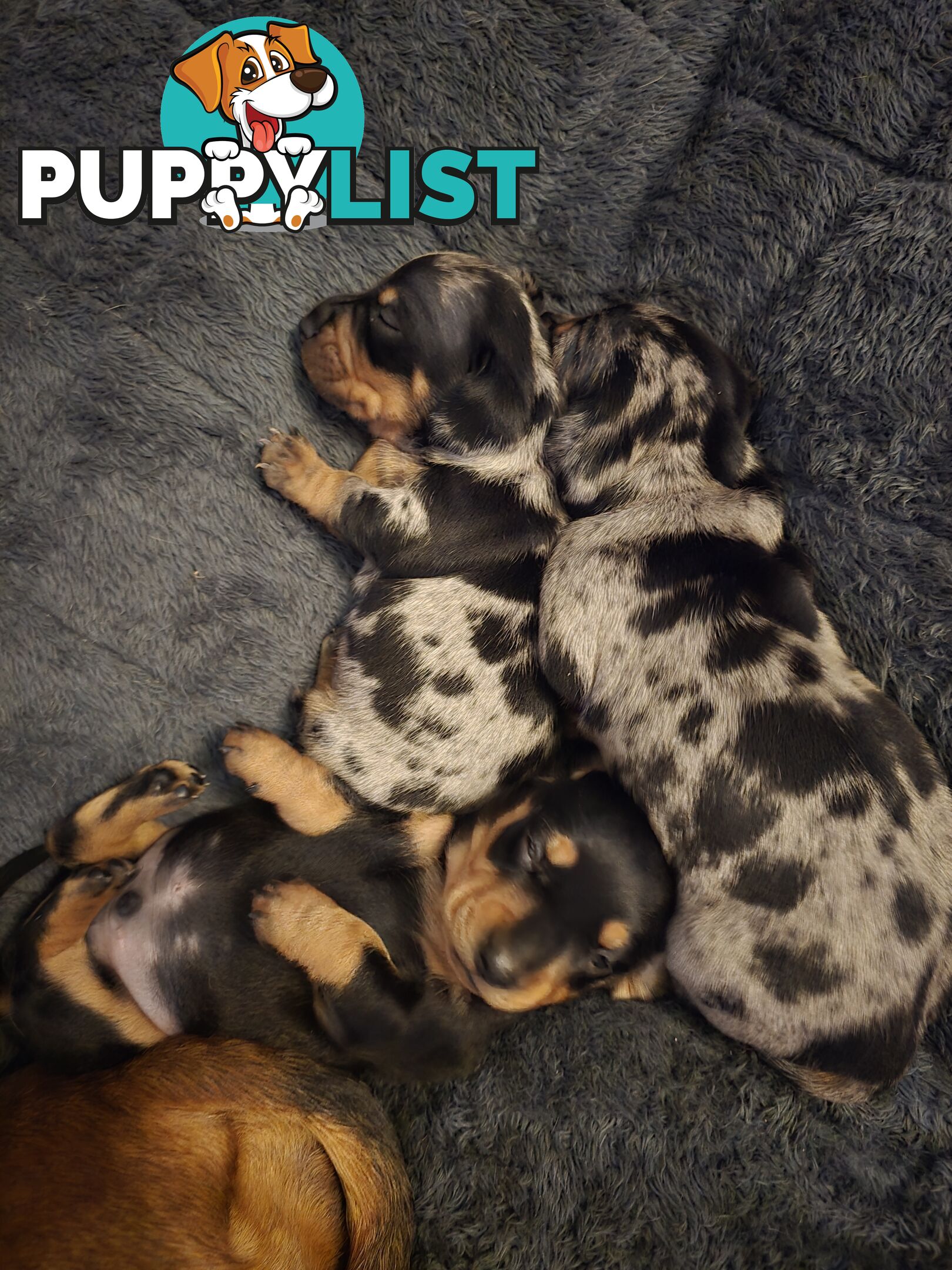 Silver dapple dachshund puppies