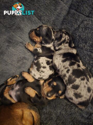 Silver dapple dachshund puppies