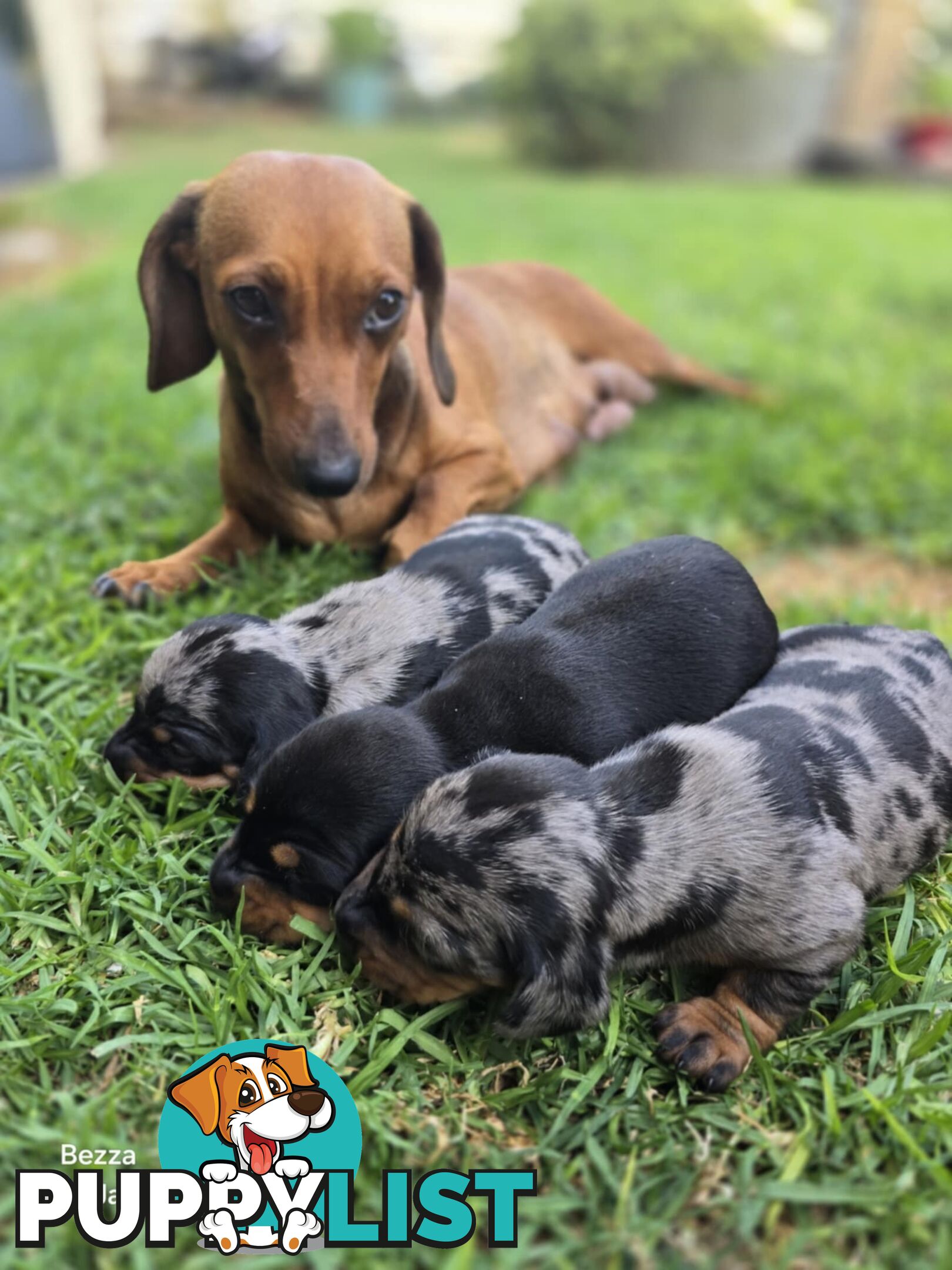 Silver dapple dachshund puppies