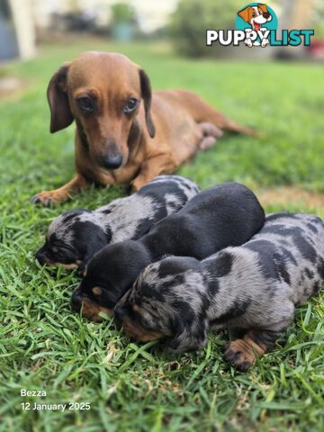 Silver dapple dachshund puppies