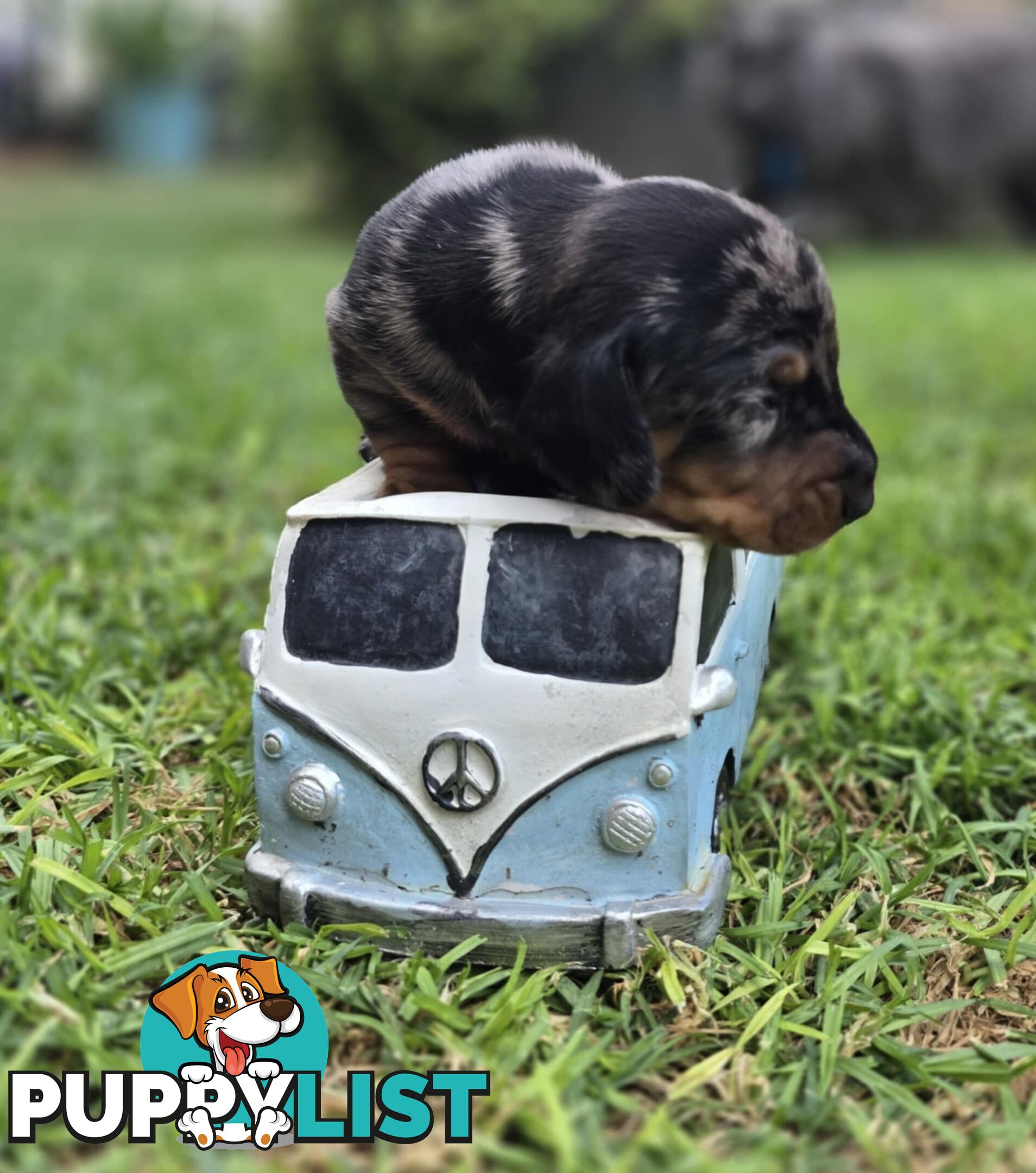 Silver dapple dachshund puppies