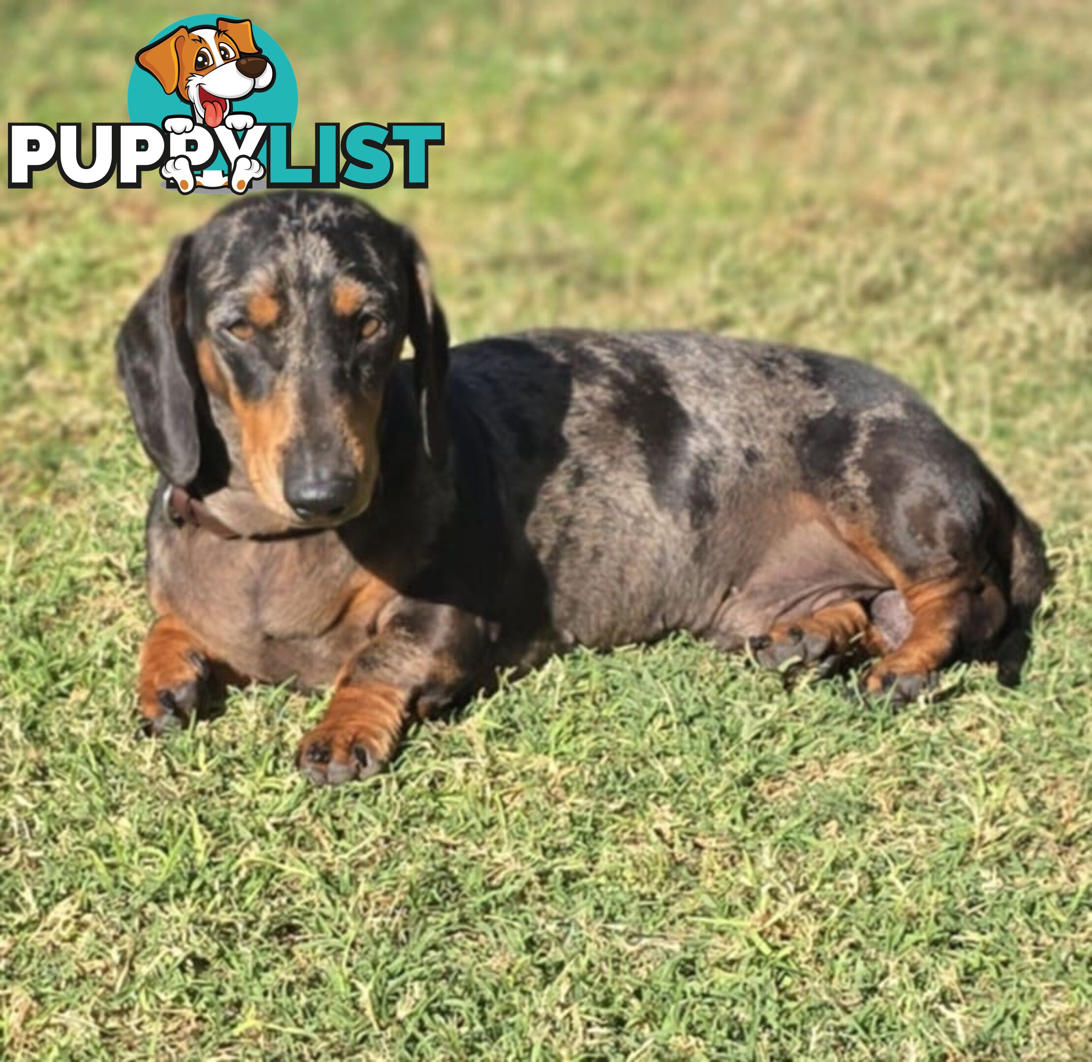 Silver dapple dachshund puppies