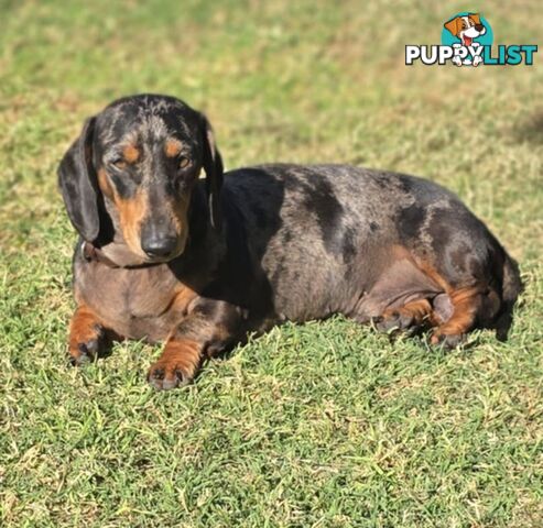 Silver dapple dachshund puppies