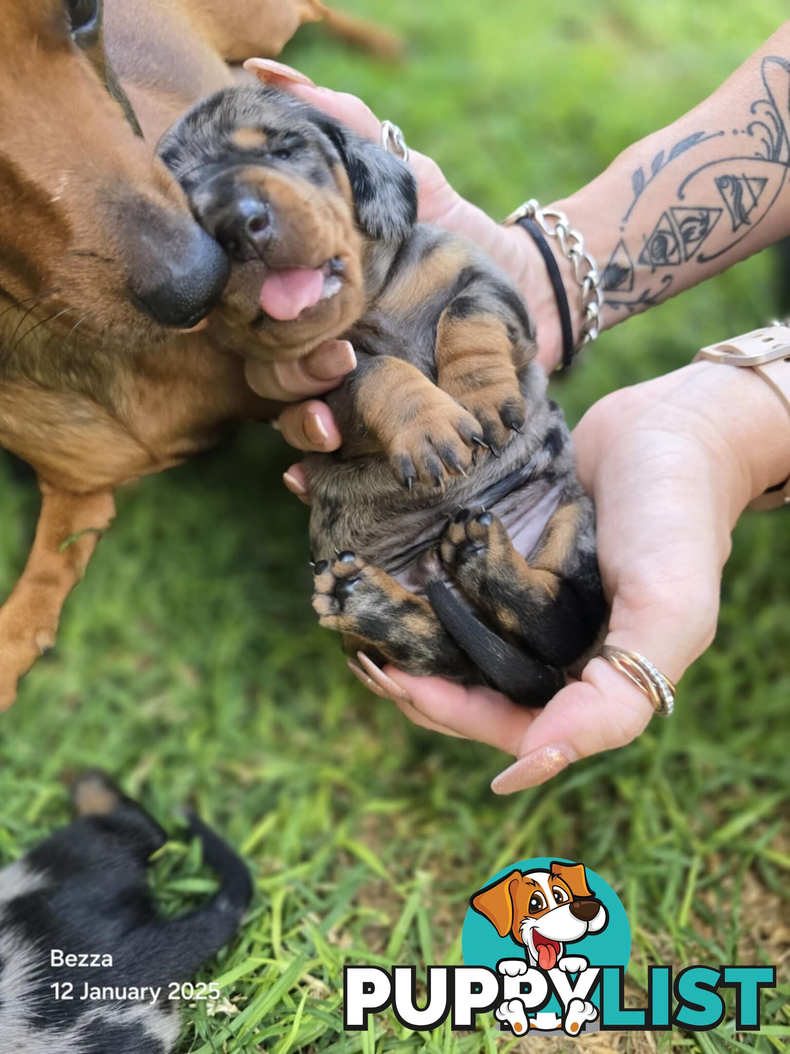 Silver dapple dachshund puppies