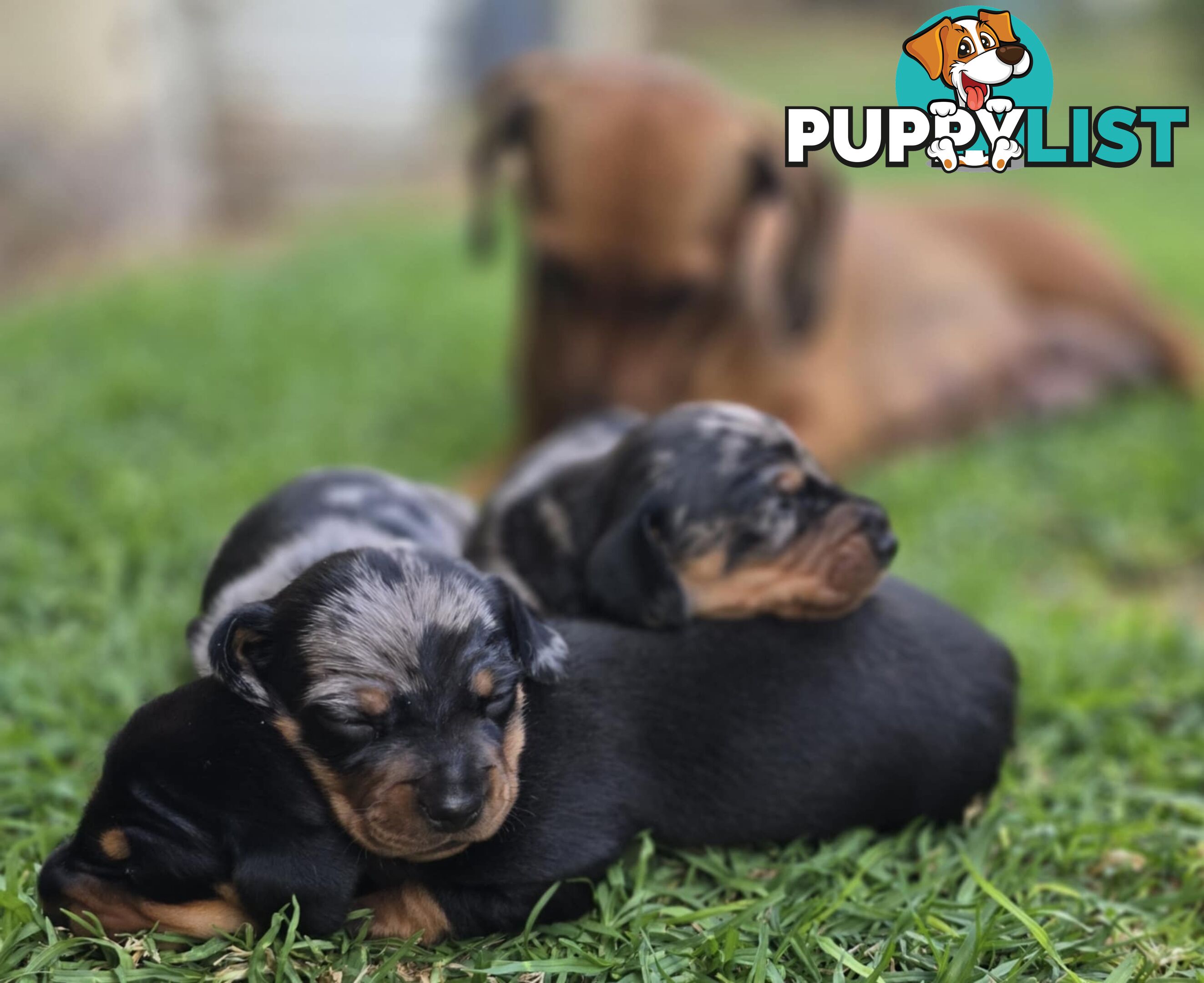 Silver dapple dachshund puppies